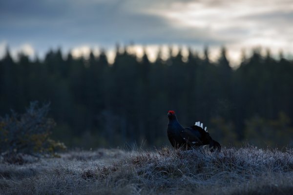 Black grouse (Tetrao tetrix), tetřívek obecný, Bergslagen, Sweden