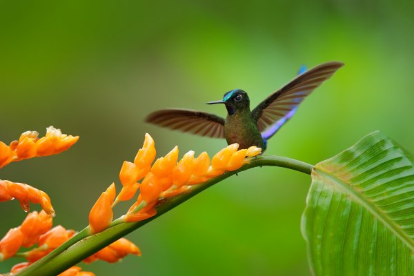 Long-tailed Sylph (Aglaiocercus kingi), sylfa Kingova, Parque Nacional Natural Tatamá, Colombia