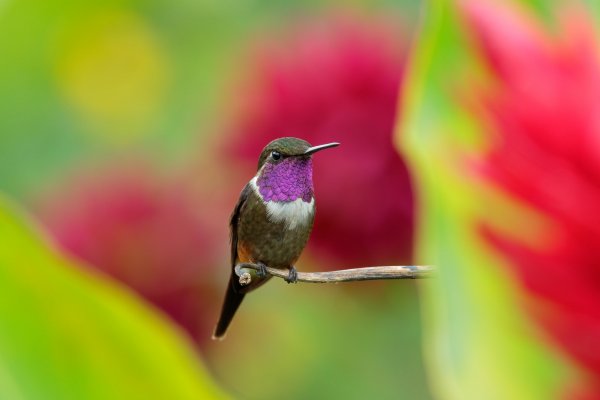 Purple-throated Woodstar (Calliphlox mitchellii), kolibřík Mitchellův, Parque Nacional Natural Tatamá, Colombia 