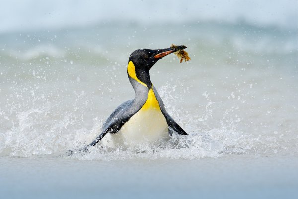 King penguin (Aptenodytes patagonicus) tučňák patagonský, Volunteer Point, Falkland Islands