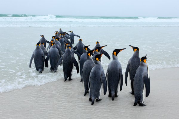 King penguin (Aptenodytes patagonicus) tučňák patagonský, Volunteer Point, Falkland Islands