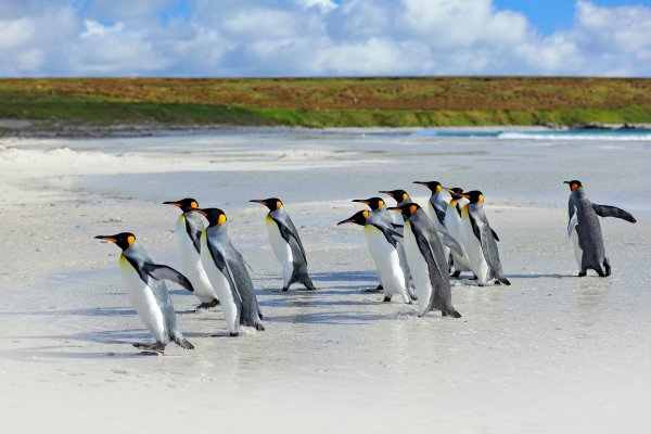 King penguin (Aptenodytes patagonicus) tučňák patagonský, Volunteer Point, Falkland Islands