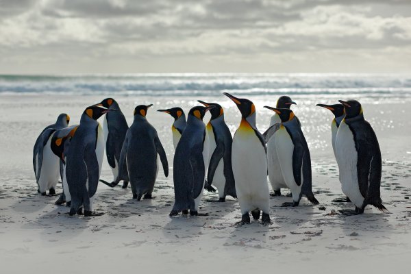 King penguin (Aptenodytes patagonicus) tučňák patagonský, Volunteer Point, Falkland Islands