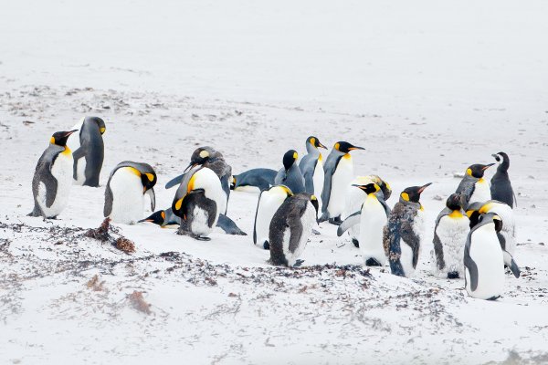 King penguin (Aptenodytes patagonicus) tučňák patagonský, Volunteer Point, Falkland Islands