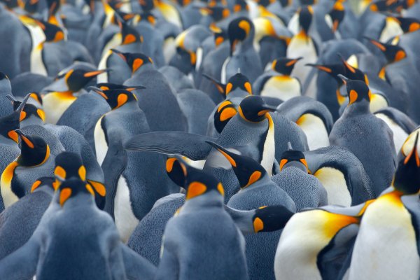 King penguin (Aptenodytes patagonicus) tučňák patagonský, Volunteer Point, Falkland Islands