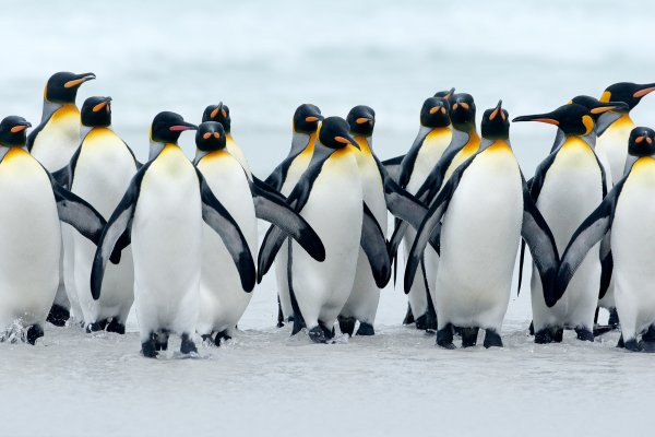 King penguin (Aptenodytes patagonicus) tučňák patagonský, Volunteer Point, Falkland Islands