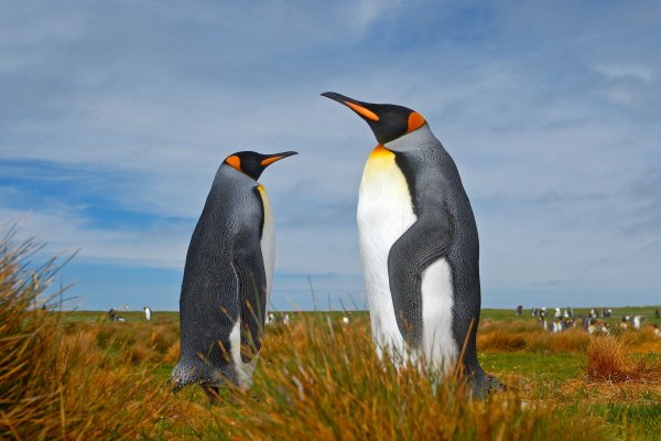 King penguin (Aptenodytes patagonicus) tučňák patagonský, Volunteer Point, Falkland Islands
