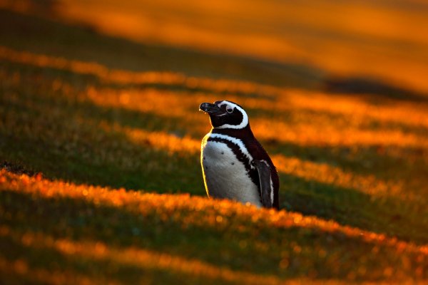Magellanic penguin (Spheniscus magellanicus) tučňák magellanský, Falkland Islands