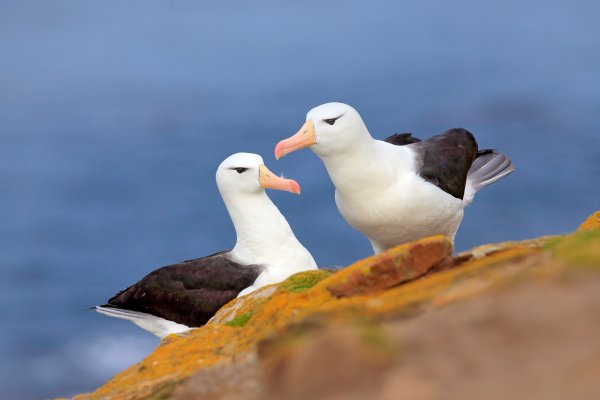 Black-browed albratross  (Thalassarche melanophris) albatros černobrvý