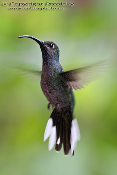 Kolibřík purpurový (Campylopterus hemileucurus), samička, Kolibřík purpurový (Campylopterus hemileucurus), Violet Sabrewing, Autor: Ondřej Prosický, Model aparátu: Canon EOS 20D, Objektiv Canon EF 400mm f/5.6 L USM, stativ Gitzo 1227 + 1377M, Clona: 6.30, Doba expozice: 1/200 s, ISO: 400, Kompenzace expozice: 0, Blesk: Ano, externí (Sigma EF-500 DG Super, -1 1/3 EV), Vytvořeno: 12. prosince 2005 13:29:22, La Paz (Kostarika) 
