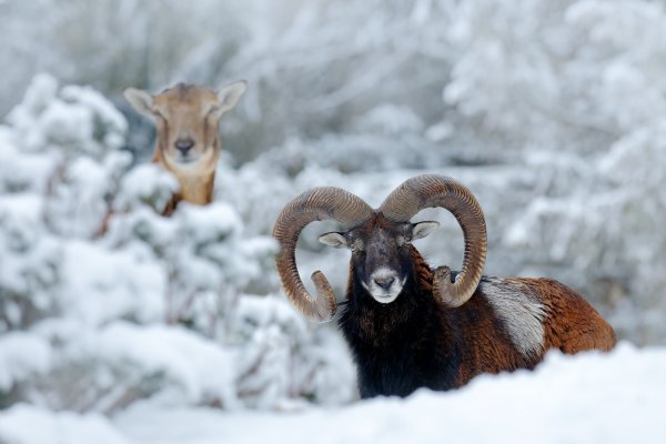 Mouflon (Ovis orientalis) muflon, Praha - Krč, Czech Republic