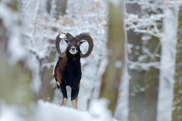 Mouflon (Ovis orientalis) muflon, Praha - Krč, Czech Republic