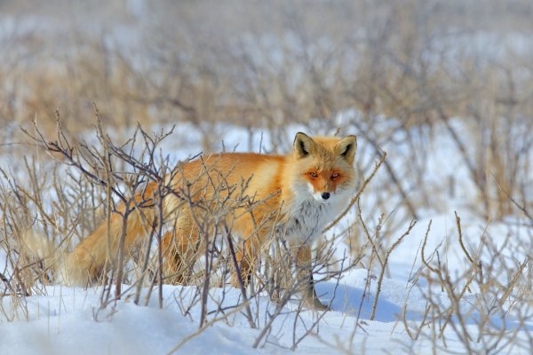 Red Fox, (Vulpes vulpes) liška obecná, Nemuro, Hokkaidó, Japan