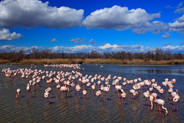 Greater Flamingo (Phoenicopterus ruber) plameňák růžový, Réserve Nationale Camargue, France