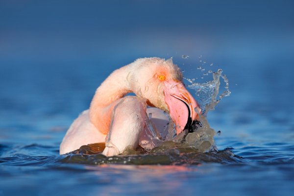 Greater Flamingo (Phoenicopterus ruber) plameňák růžový, Réserve Nationale Camargue, France