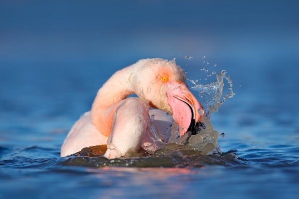 Greater Flamingo (Phoenicopterus ruber) plameňák růžový, Réserve Nationale Camargue, France