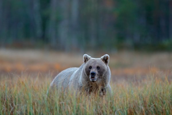 Brown bear (Ursus arctos) medvěd hnědý, Kuhmo, Finland