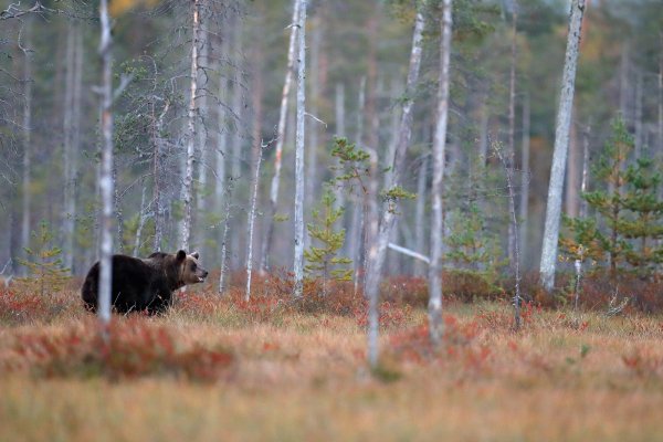 Brown bear (Ursus arctos) medvěd hnědý, Kuhmo, Finland