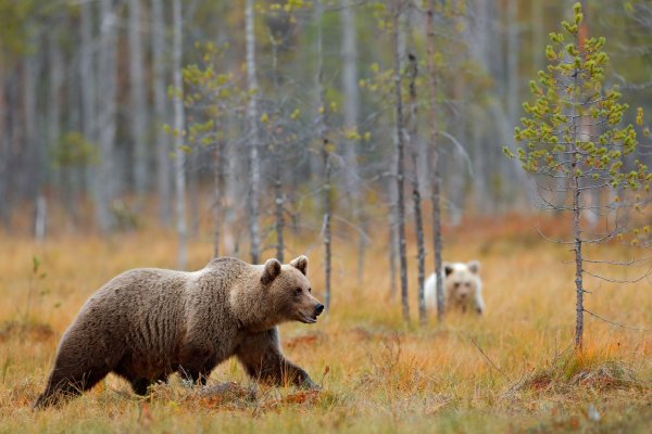 Brown bear (Ursus arctos) medvěd hnědý, Kuhmo, Finland