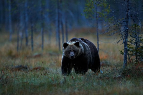 Brown bear (Ursus arctos) medvěd hnědý, Kuhmo, Finland