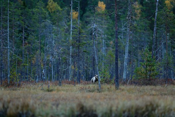 Brown bear (Ursus arctos) medvěd hnědý, Kuhmo, Finland