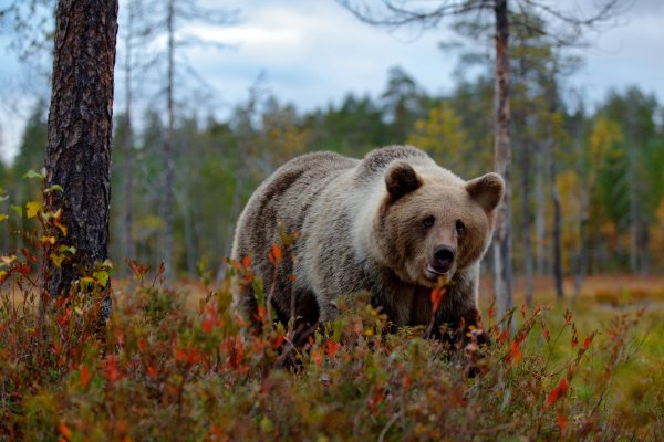 Brown bear (Ursus arctos) medvěd hnědý, Kuhmo, Finland