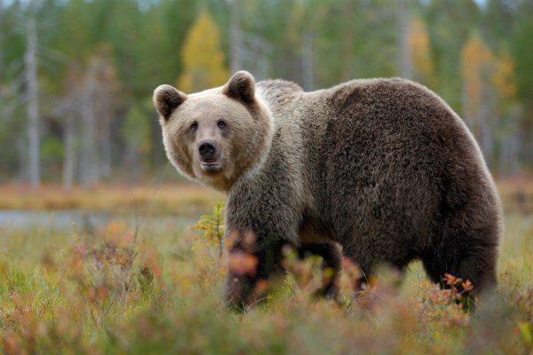 Brown bear (Ursus arctos) medvěd hnědý, Kuhmo, Finland