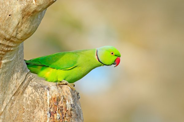 Rose-ringed Parakeet (Psittacula krameri) alexander malý, Bundala National Park, Sri Lanka