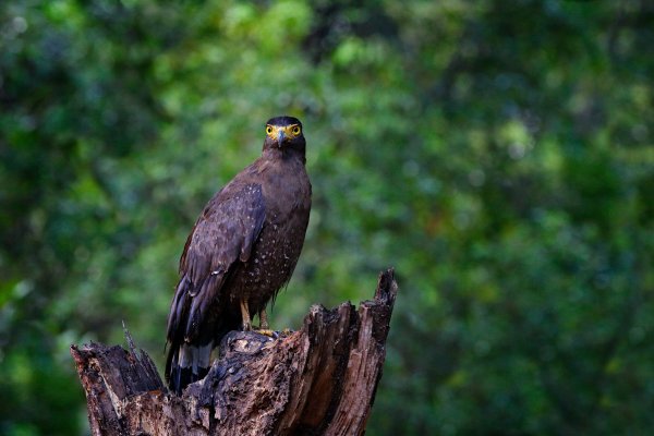 Crested serpent eagle (Spilornis cheela) orlík chocholatý, Wilpattu National Park, Sri Lanka