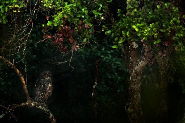 Brown fish owl (Ketupa zeylonensis) ketupa rybí, Wilpattu National Park, Sri Lanka