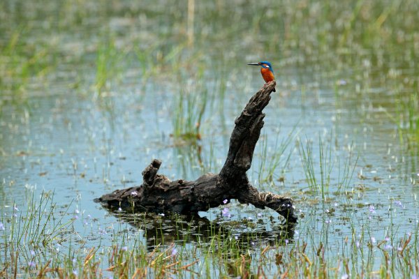 Common Kingfisher (Alcedo atthis) ledňáček říční, Wilpattu National Park, Sri Lanka