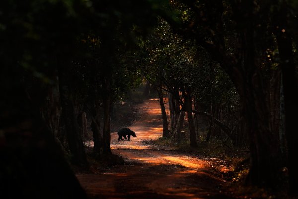 Sloth bear (Melursus ursinus) medvěd pyskatý, Wilpattu National Park, Sri Lanka