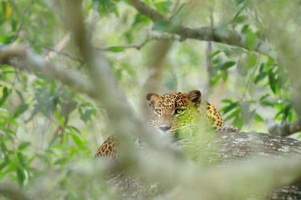 Sri Lankan Leopard (Panthera pardus kotiya) levhart cejlonský, Wilpattu National Park, Sri Lanka
