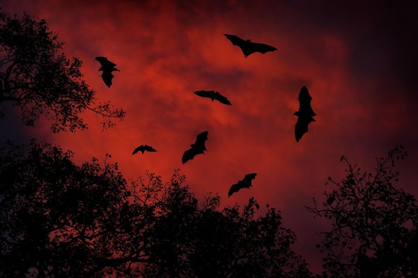 Giant Indian Fruit Bat (Pteropus giganteus) kaloň indický, Tissahamarama, Sri Lanka