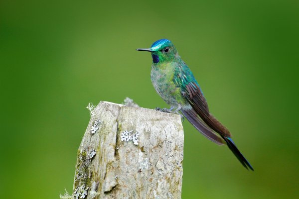 Long-tailed Sylph (Aglaiocercus kingi) kolibřík Kingův, Baeza, Cordillera Oriental, Ecuador