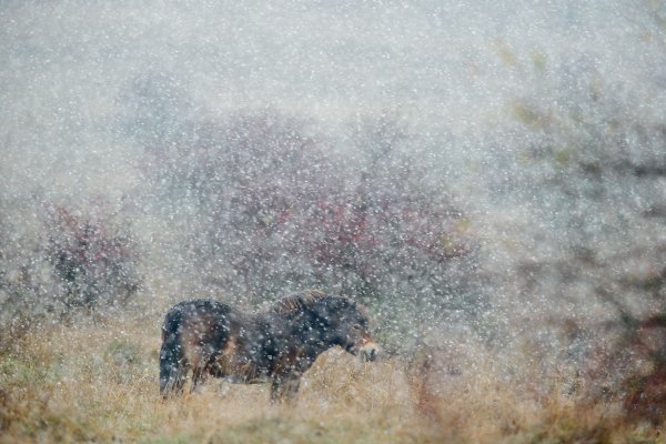 Wild horse (Equus ferus) kůň divoký, Milovice, Czech Republic