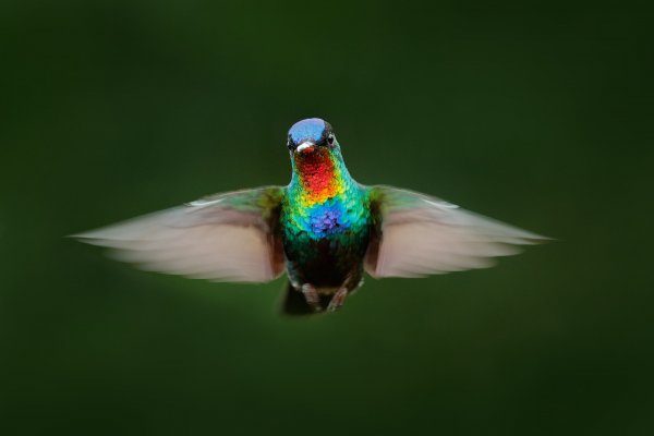 Fiery-throated Hummingbird (Panterpe insignis) kolibřík ohnivobradý, Cordillera de Talamanca, Costa Rica