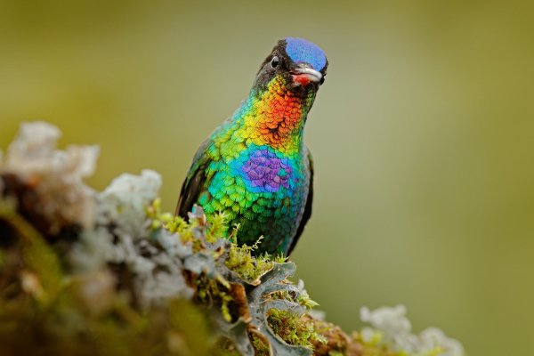 Fiery-throated Hummingbird (Panterpe insignis) kolibřík ohnivobradý, Cordillera de Talamanca, Costa Rica