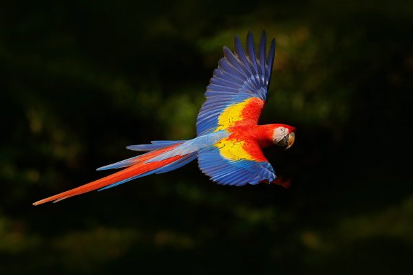 Scarlet Macaw (Ara macao) ara arakanga, Puerto Viejo, Costa Rica