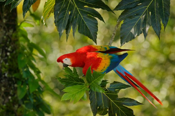 Scarlet Macaw (Ara macao) ara arakanga, Puerto Viejo, Costa Rica