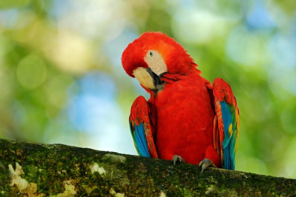 Scarlet Macaw (Ara macao) ara arakanga, Puerto Viejo, Costa Rica