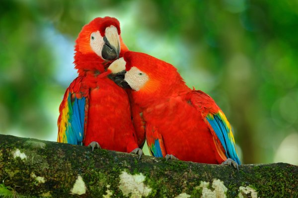 Scarlet Macaw (Ara macao) ara arakanga, Puerto Viejo, Costa Rica