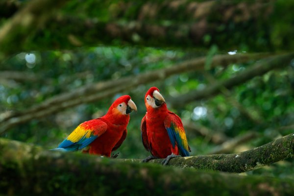 Scarlet Macaw (Ara macao) ara arakanga, Puerto Viejo, Costa Rica