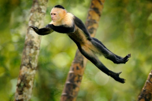 White-headed Capuchin (Cebus capucinus) malpa kapucínská, Puerto Viejo, Costa Rica