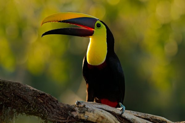 Chesnut-mandibled Toucan (Ramphastos swainsonii) tukan hnědohřbetý, Bota Tapada, Costa Rica