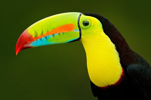 Chesnut-mandibled Toucan (Ramphastos swainsonii) tukan hnědohřbetý, Bota Tapada, Costa Rica, Keel-billed Toucan, (Ramphastos sulfuratus) tukan žlutoprsý, Boca Tapada, Costa Rica 