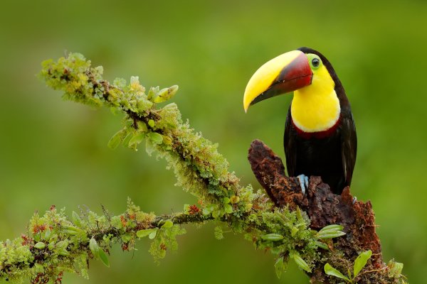 Chesnut-mandibled Toucan  (Ramphastos swainsonii) tukan hnědohřbetý, Bota Tapada, Costa Rica