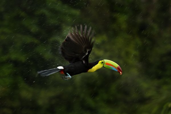 Keel-billed Toucan, (Ramphastos sulfuratus) tukan žlutoprsý, Boca Tapada, Costa Rica