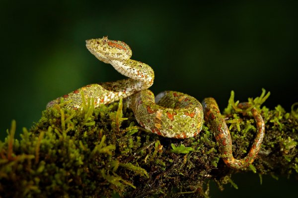 Eyelash Palm Pitviper (Bothriechis schlegeli) křovinář ostnitý, Boca Tapada, Costa Rica