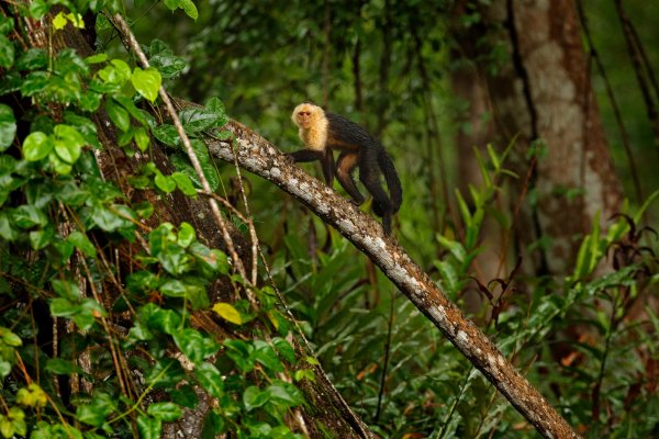 White-headed Capuchin (Cebus capucinus) malpa kapucínská, Rio Tarcoles, Costa Rica